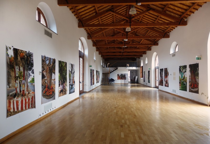 Sacred Trees of India, Milis - Sardinia, 2018