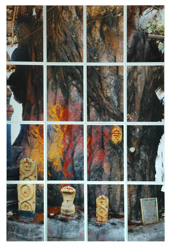 Sacred Trees-DSC_0579 - copie 2